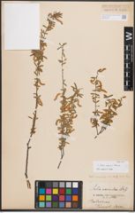 Foto von Salix capusii Franch.